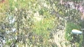 Chabelo era aficionado del América | Mezcalent.