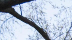 Jill Biden (d), y Julie Chávez Rodríguez, plantaron rosas en honor de César Chávez en la Casa Blanca.