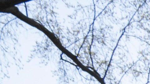 Jill Biden (d), y Julie Chávez Rodríguez, plantaron rosas en honor de César Chávez en la Casa Blanca.