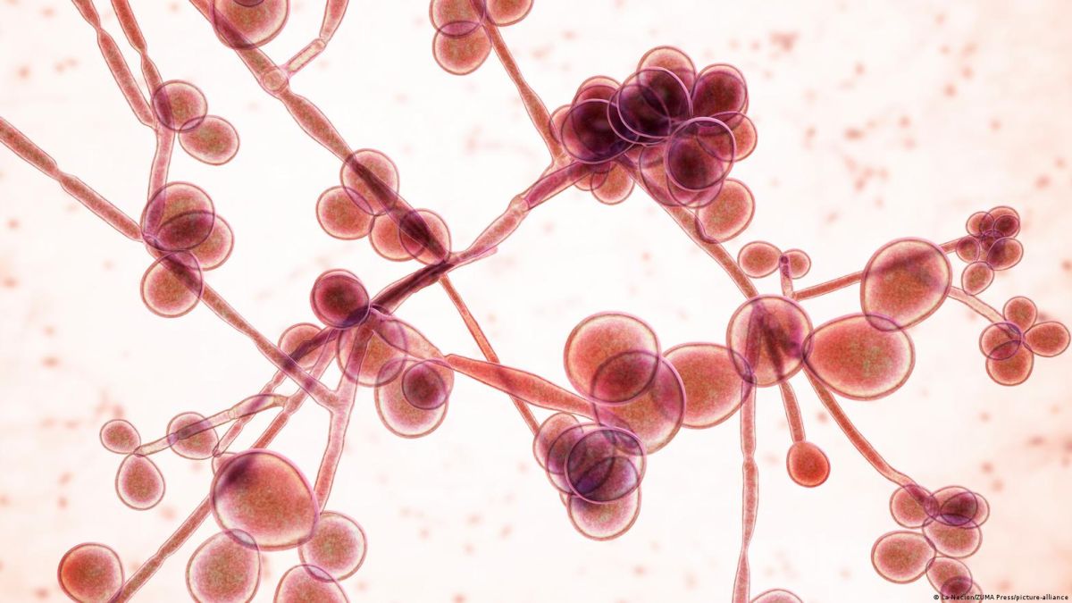 Alert in the US for the increase in infections with a super-resistant and potentially deadly fungus