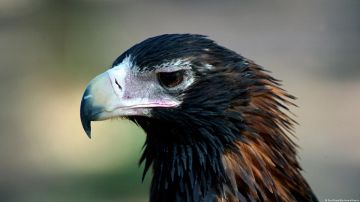Encuentran en Australia los restos de gigantesca águila capaz de cazar canguros