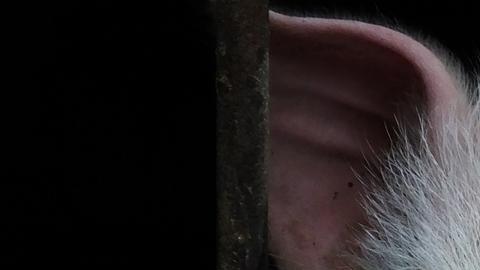 El “rascacielos granja” de 26 pisos creado por China para criar cerdos