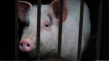 El “rascacielos granja” de 26 pisos creado por China para criar cerdos