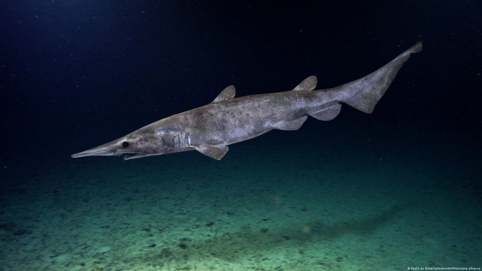 El sorprendente tiburón duende hallado en el Mediterráneo podría ser un  simple juguete