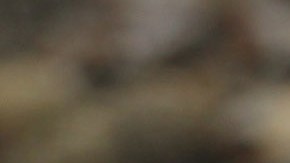 Así fue como el hongo más mortífero del mundo conquistó California