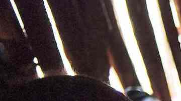 Para ganarse tan grande honor frente a los miembros de la tribu, los hombres deben someterse a una dieta de engorde a base de leche de vaca o yogur, sangre cruda y miel.