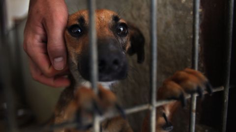 El pequeño cachorro sólo se había escapado de su casa