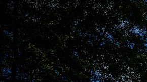 Catástrofe nuclear de Chernóbil alteró la genética de los perros abandonados