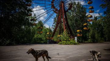 Catástrofe nuclear de Chernóbil alteró la genética de los perros abandonados
