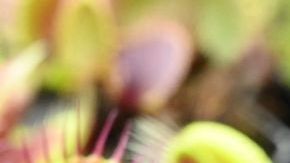 Descubren dos sorprendentes nuevas especies de plantas carnívoras