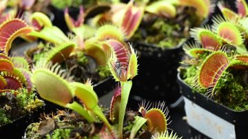 Descubren dos sorprendentes nuevas especies de plantas carnívoras