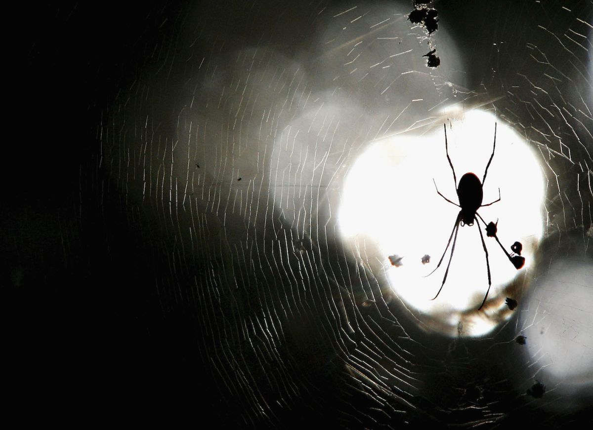 Las arañas trampilla se ganaron su nombre porque hacen una escotilla para esconderse de sus presas. / Foto: Getty Images