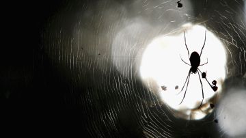 descubren en Australia una nueva especie de araña "gigante"