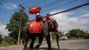 Elefantes usados en la industria del turismo