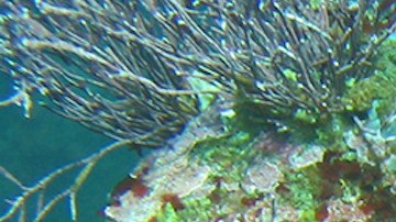 Esta especie de pez tiene la carne azul neón y nadie sabe por qué