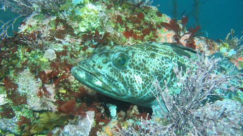 Esta especie de pez tiene la carne azul neón y nadie sabe por qué