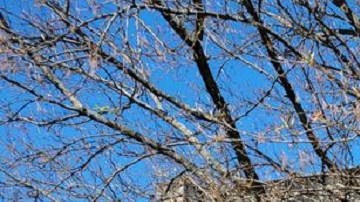 Autora del tiroteo en escuela de Nashville tenía 28 años