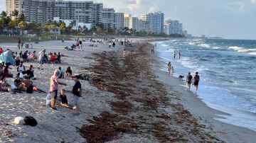 La presencia de Karenia brevis podría afectar a una parte de la economía de Florida