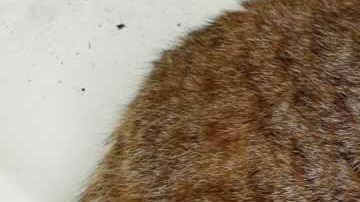 La naturaleza del gato montés es completamente salvaje y agresiva