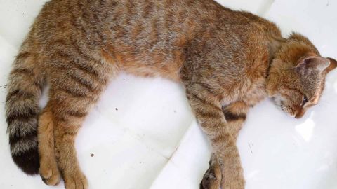 La naturaleza del gato montés es completamente salvaje y agresiva