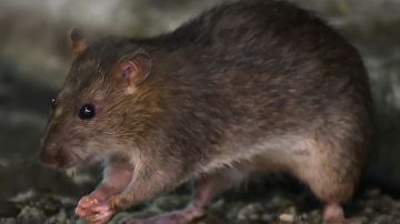 Revelan que ratas de alcantarilla en Nueva York podría ser portadoras de variantes de COVID