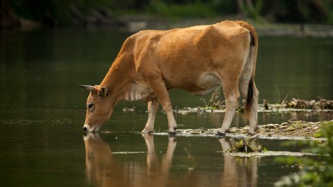 Docenas de animales de granja quedan atrapados en el lodo en el condado de San Bernardino