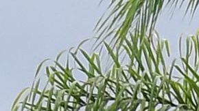 All-new EV schoolbuses are seen at South El Monte High School ahead of a ceremony introducing a fleet of 11 all-electric buses on August 18, 2021 in El Monte, California. - A ceremony was held to introduce the fleet of 11 buses which are part of the California Air Resources Board's (CARB) $9.8 million Clean Mobility in Schools grant to the school district to help achieve California's ecological conservation goals and promote clean transportation among students, educators and their families. (Photo by Frederic J. BROWN / AFP) (Photo by FREDERIC J. BROWN/AFP via Getty Images)