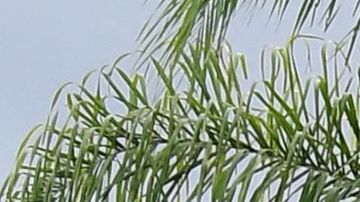 All-new EV schoolbuses are seen at South El Monte High School ahead of a ceremony introducing a fleet of 11 all-electric buses on August 18, 2021 in El Monte, California. - A ceremony was held to introduce the fleet of 11 buses which are part of the California Air Resources Board's (CARB) $9.8 million Clean Mobility in Schools grant to the school district to help achieve California's ecological conservation goals and promote clean transportation among students, educators and their families. (Photo by Frederic J. BROWN / AFP) (Photo by FREDERIC J. BROWN/AFP via Getty Images)