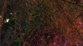 La persecución ocurrió en Texas.