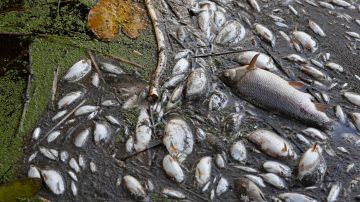 Australia vive ola de calor que ocasiona muerte de millones de peces que flotan en los ríos