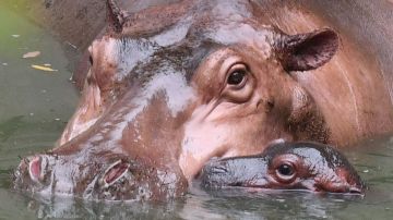 Planean traslado de 60 hipopótamos que pertenecían a Pablo Escobar a zoológicos de México