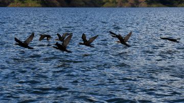 Cormorants (Phalacrocorax brasilianus) feed at the reservoir of "El Cajon" dam, 150 km north of Tegucigalpa, on November 19, 2022. - Several fishing families had their livelihoods secured since the "El Cajon" reservoir was built in the 1980s in a rocky canyon between green mountains of pines and oaks in northern Honduras. But a few years ago, flocks of cormorants began to overpopulate the 94 square kilometers artificial lake and are killing off the fish, say fishermen and experts. (Photo by Orlando SIERRA / AFP) (Photo by ORLANDO SIERRA/AFP via Getty Images)