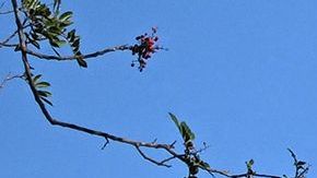 Law enforcement work an investigation of an early morning shooting that left three people dead and four wounded in the Beverly Crest neighborhood of Los Angeles, just north of Beverly Hills, on January 28, 2023. - Three people were shot dead January 28 and four others injured at a luxury home near Beverly Hills, at what US police described as a gathering at a short-term rental property. (Photo by Robyn BECK / AFP) (Photo by ROBYN BECK/ AFP/AFP via Getty Images)