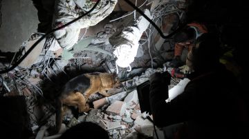 Video muestra emotivo rescate de un perro que permaneció 23 días bajo los escombros del terremoto en Turquía