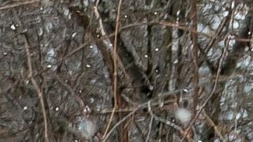 Un oficial habla con migrantes que llegan a Canadá por Roxham Road en Roxham, Quebec.