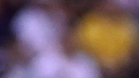 El Club Atlas deberá buscar la remontada en el Estadio Jalisco.