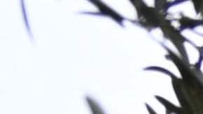 Una sucursal de First Republic Bank en Manhattan Beach, California.