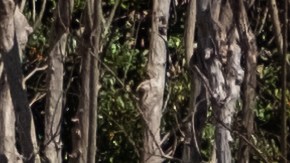 VIDEO: Captan a niños corriendo asustados por la calle durante tiroteo en escuela de Nashville