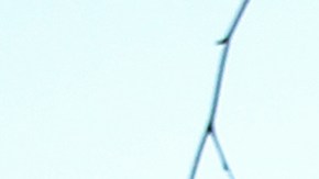 El concejo de Nashville rechazó ser sede de la Convención Nacional Republicana en 2024.