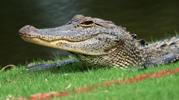 Hombre sufre ataque de caimán al abrir la puerta de su casa en Florida