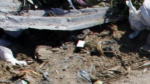 Encuentran en México animales muertos con heridas en el cuello; pobladores dicen que fue “El Chupacabras”
