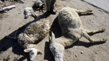 Encuentran en México animales muertos con heridas en el cuello; pobladores dicen que fue “El Chupacabras”