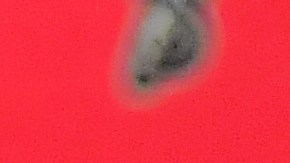 Tom Brady en una rueda de prensa.