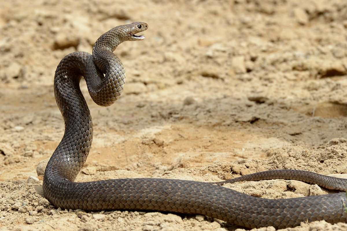 El veneno de la serpiente marrón es lento para producir sus efectos, cuando aparecen los síntomas avanzan con terrible rapidez y la muerte es súbita.