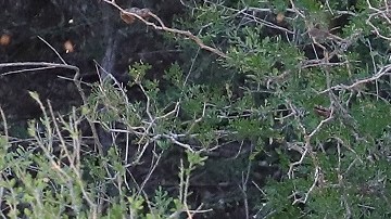 La "unidad especial" contra inmigrantes en Texas operaría al 2030.