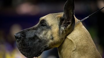 Mujer de Pensilvania muere tras ataque de perros cuando intentaba alimentarlos