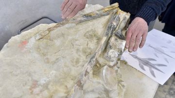Hallan restos de antiguo reptil oceánico gigante, conocido como ictiosaurio, en una remota isla del Ártico