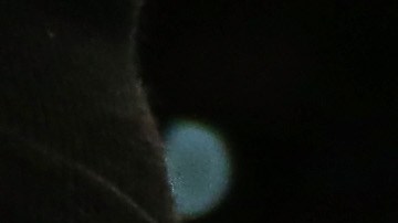 Floyd Mayweather y Gervonta Davis