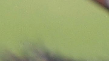 401082 05: A German Shepard bares its teeth during Schutzhund attack dog training at Witmer-Tyson Imports February 14, 2002 in Newark, CA. The trial of Marjorie Knoller and Robert Noel, whose two giant Presa Canario attack dogs killed 33-year-old Diane Whipple last January, is scheduled to begin on February 19, 2002 in Los Angeles. (Photo by Justin Sullivan/Getty Images)