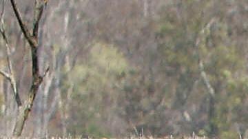 Chiang Mai, THAILAND: Ashrita Furman of the US performs squat thrusts, a traditional gymnastic exercise, while balancing on the back of an elephant in an attempt to make the Guinness Book of Records at the Mae Taman Elephant Park in Chiang Mai province, northern Thailand, 22 February 2007. Furman, a holder of numerous Guiness Book of Records titles, completed 40 squat thrusts in one minute with the hope of attaining the record. AFP PHOTO/PORNCHAI KITTIWONGSAKUL (Photo credit should read PORNCHAI KITTIWONGSAKUL/AFP via Getty Images)